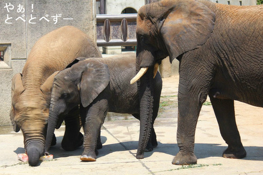 とべ動物園アフリカゾウ