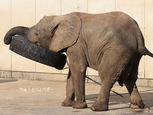 アフリカゾウ大好きブログ：やぁ！とべとべずー