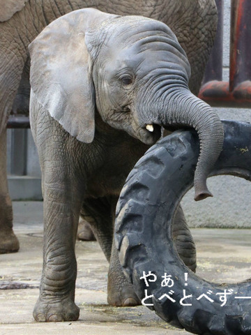 とべ動物園アフリカゾウのブログ