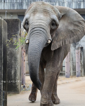とべ動物園アフリカゾウ：媛ちゃん（メス、１８歳）
