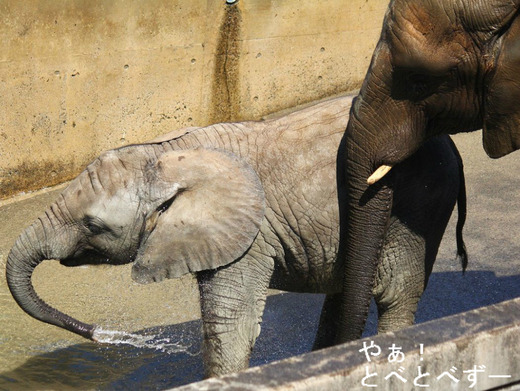とべ動物園アフリカゾウの親子：媛（姉）、砥愛（妹）