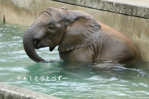 とべ動物園アフリカゾウ：子象の砥愛ちゃん（メス、６歳）