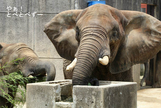 とべ動物園ブログ：リカ、ユカ、杏子、バリーバ、リリ墓