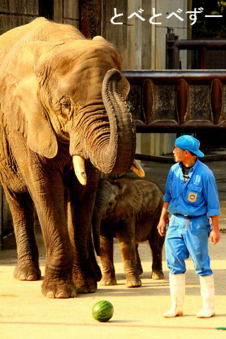 とべ動物園ゾウの赤ちゃん（砥愛）とリカ母さん、キーパーの椎名さん