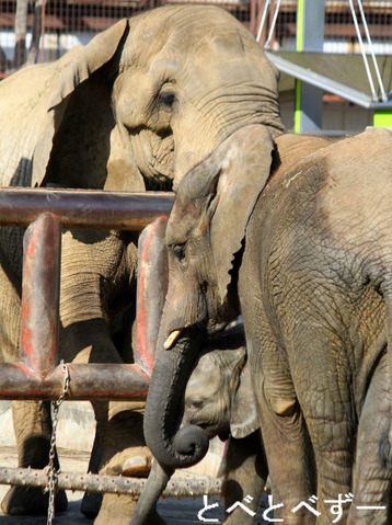 2015年とべ動物園カレンダー:6月は砥愛ちゃん