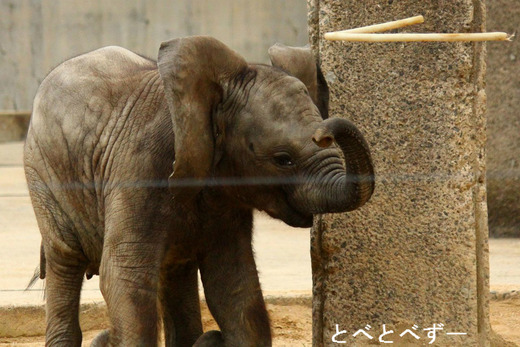 とべ動物園アフリカゾウの写真満載のブログ：やぁ！とべとべずー