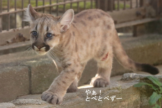 とべ動物園ブログ：ピューマの赤ちゃんが誕生♪