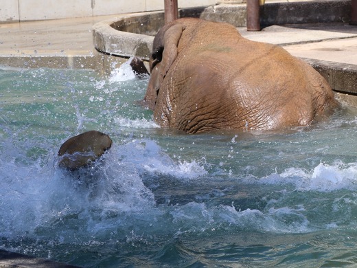 プールで遊ぶアフリカゾウの子象の砥愛ちゃん:愛媛県立とべ動物園