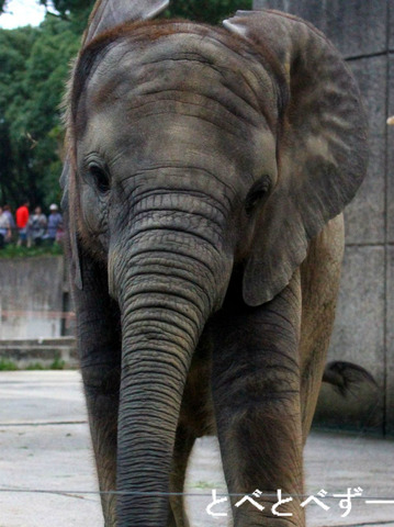 昨年生まれたアフリカゾウの赤ちゃん：愛媛とべ動物園