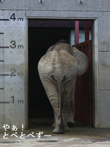 とべ動物園アフリカゾウのブログ:やぁ!とべとべずー