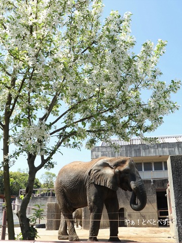 とべ動物園アフリカゾウ：媛ちゃん（メス、15歳）