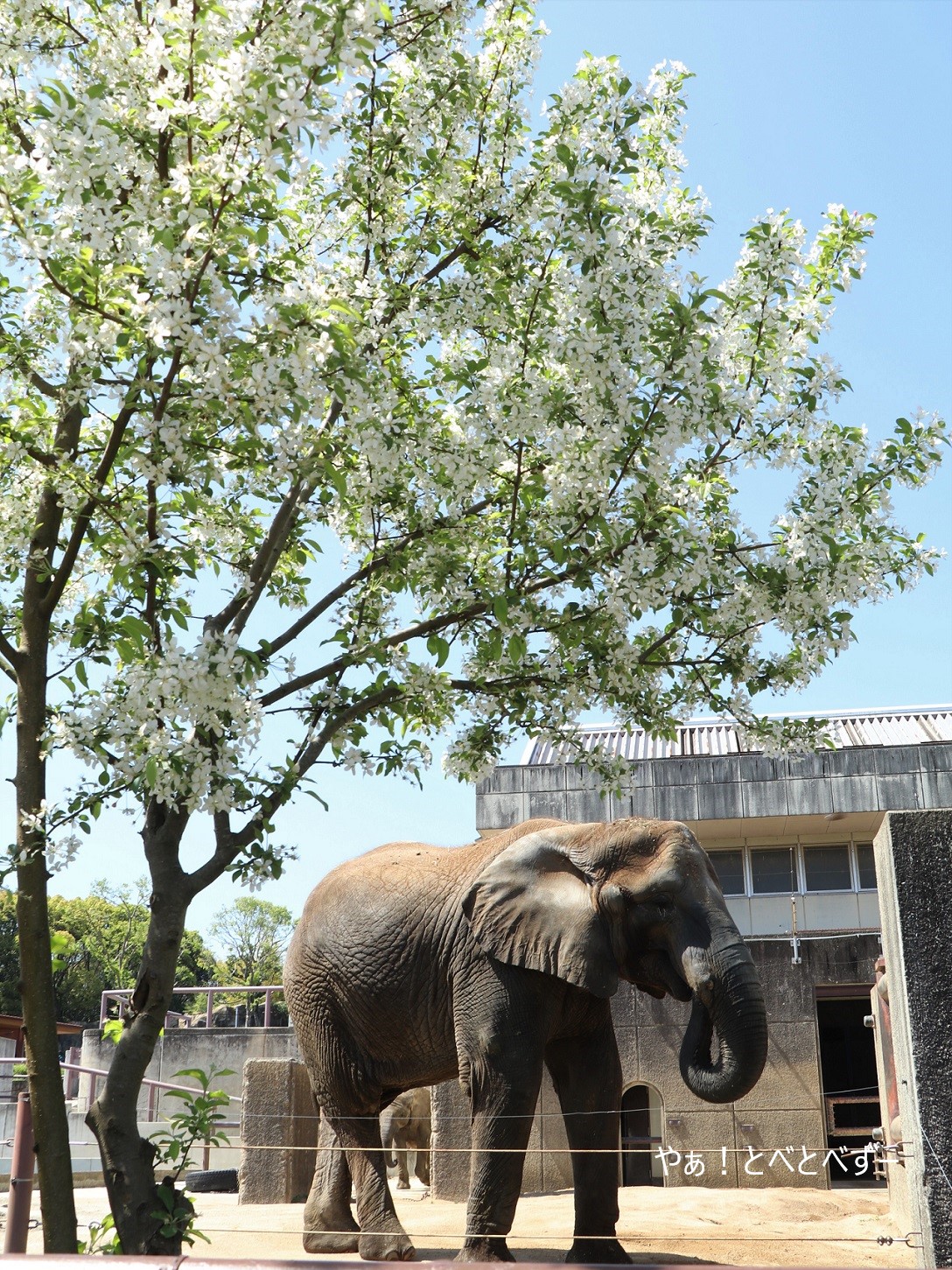 媛ちゃんと姫リンゴの成長 やぁ とべとべずー与茂駄 よもだ くあとろ とべ動物園で暮らすアフリカゾウのブログ