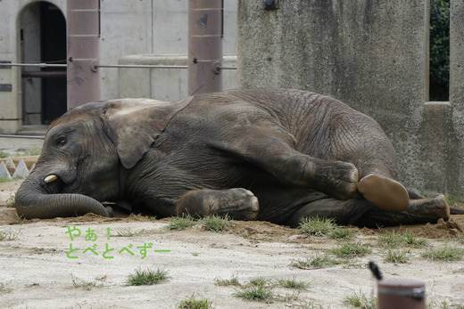 砂遊びをするアフリカゾウの媛ちゃん