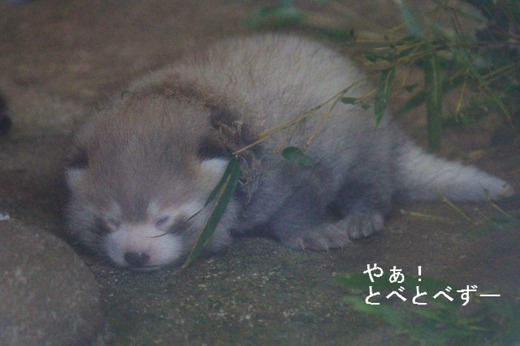 とべ動物園ブログ：レッサーパンダの赤ちゃん