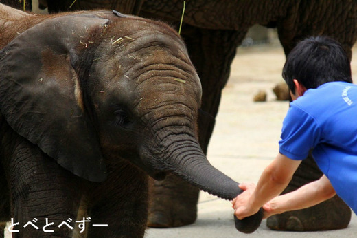 砥愛ちゃんとアフリカゾウ飼育員の北本さん
