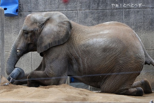 とべ動物園アフリカゾウのブログ：やぁ！とべとべずー