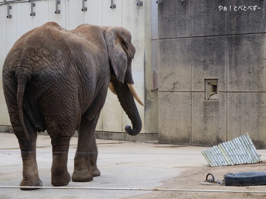 アフリカゾウ、アジアゾウ大好きブログ:やぁ!とべとべずー