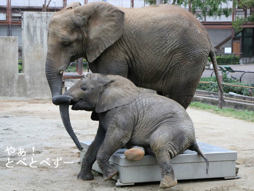 多摩動物公園アフリカゾウの砥夢くんのお姉さん象の媛ちゃん