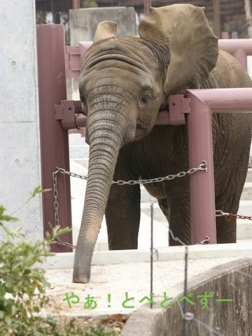 アフリカゾウ、アジアゾウ大好きブログ：やぁ！とべとべずー