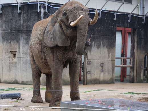 アフリカゾウ、サバンナゾウのブログ：やぁ！とべとべずー