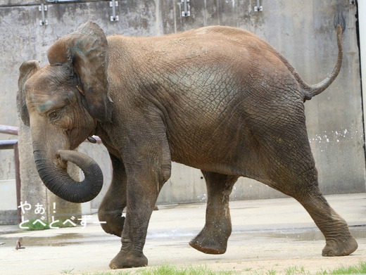 とべ動物園アフリカゾウのブログ：やぁ！とべとべずー