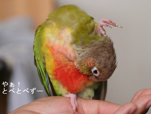 ウロコインコ（パイナップル）の『もみじ』さんのブログ