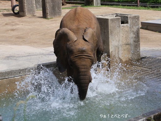 とべ動物園アフリカゾウのブログ：やぁ！とべとべずー