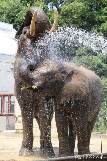 とべ動物園アフリカゾウ:砥愛ちゃん(メス、10歳)