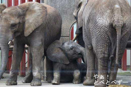 日本で唯一アフリカゾウの親子が暮らす愛媛県立とべ動物園