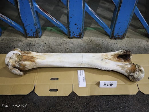 亡くなったアフ父さんの大腿骨＠愛媛とべ動物園