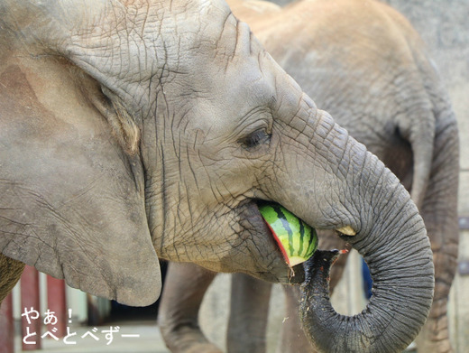 とべ動物園アフリカゾウのブログ：やぁ！とべとべずー