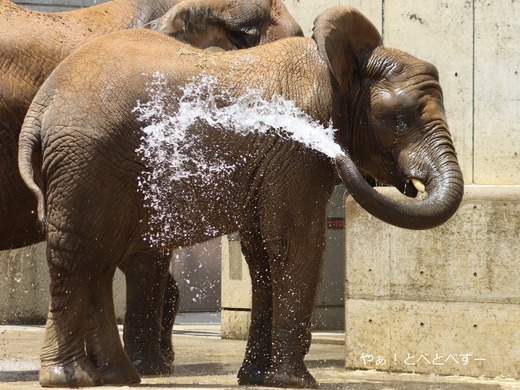 とべ動物園アフリカゾウのブログ：やぁ！とべとべずー