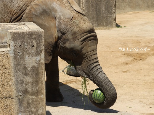 とべ動物園ブログ：砥愛、まんぷく、リュウト、ララ、イオ