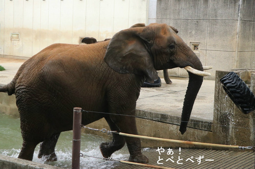 日本で唯一血縁関係のあるアフリカゾウが暮らす愛媛とべ動物園