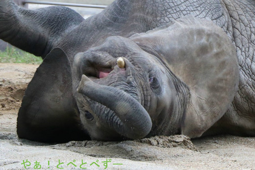 アフリカゾウの子象が可愛い