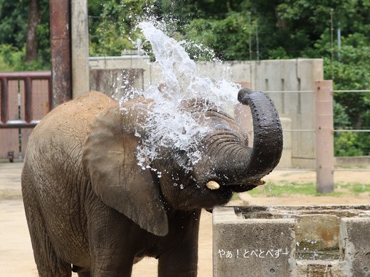 アフリカゾウの写真満載のブログ:やぁ!とべとべずー