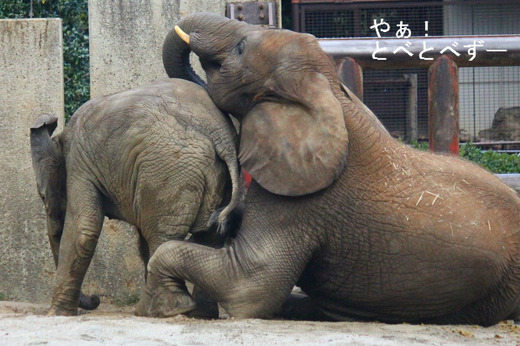 とべ動物園ブログ:ゾウ、レッサーパンダ、ピース、カピバラ