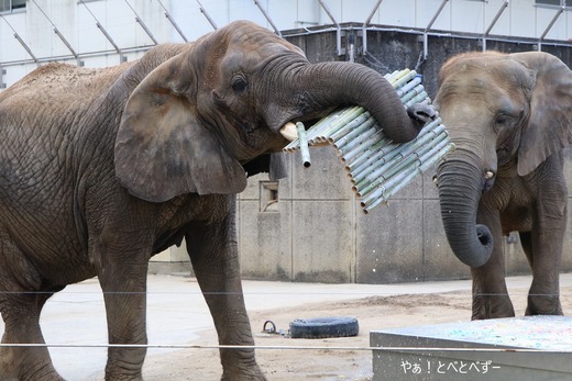 とべ動物園アフリカゾウ:アフ、リカ、媛、砥夢、砥愛