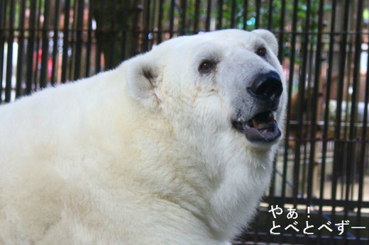 とべ動物園:“しろくま”ピース