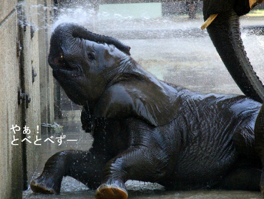 とべ動物園アフリカゾウのブログ:やぁ!とべとべずー
