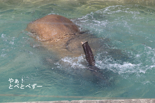 水に潜った際に鼻先を出して鼻呼吸するアフリカゾウ