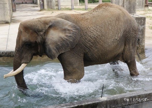とべ動物園アフリカゾウ:リカ母さん(メス、推定37歳)