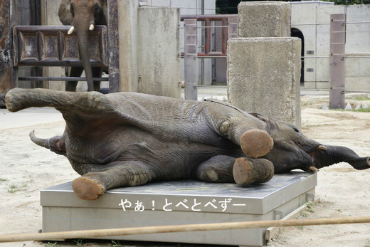 とべ動物園アフリカゾウ：リカ母さんと砥愛ちゃん
