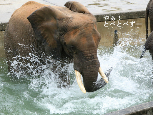 とべ動物園アフリカゾウ:リカ母さんのプール遊び