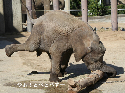 とべ動物園アフリカゾウ：アフ、リカ、媛、砥夢、砥愛