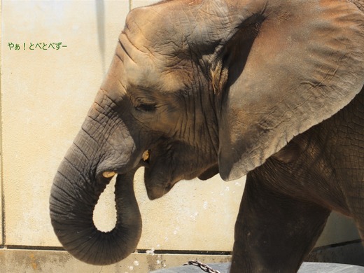 とべ動物園ブログ：砥愛、まんぷく、リュウト、ララ、イオ