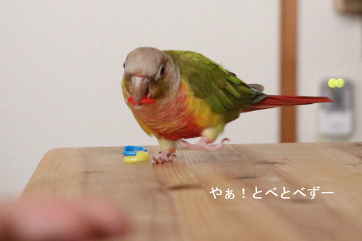 犬の様に人懐っこいウロコインコ
