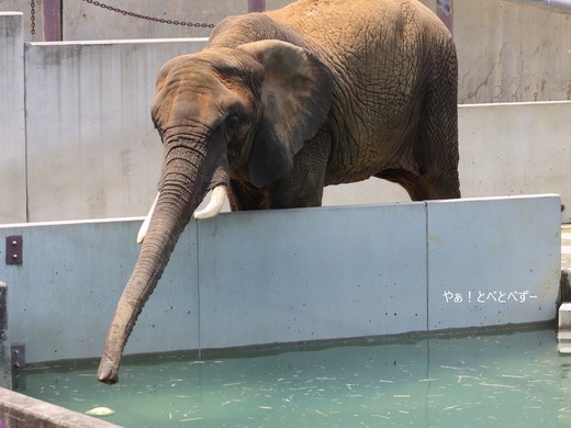 とべ動物園アフリカゾウ：リカ母さん（メス、推定３５歳）