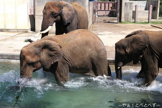 とべ動物園アフリカゾウ：アフ、リカ、媛、砥夢、砥愛