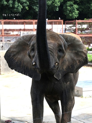 アフリカゾウの写真満載のブログ:やぁ!とべとべずー